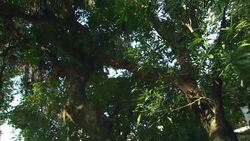 A thick tree forms a canopy of leaves. Stock Footage