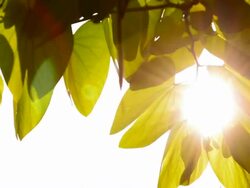 green leaf Stock Footage