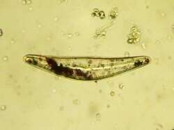 Micro organism: diatom Stock Footage