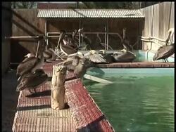 Sick brown pelicans being found in record numbers along California coast News Clip