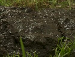 T/L grass growing around cow pat, side view, UK Stock Footage
