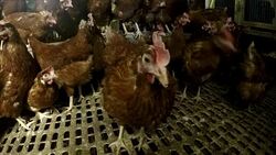 Hens pecking around in a hen house News Clip