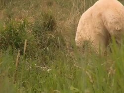 Polar bear Stock Footage