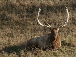 Bull Elk with large rack of antlers resting in the sun in a field, chewing cud. Stock Footage