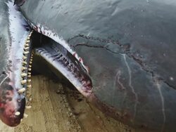 Sperm whale fetus detail Stock Footage