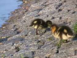Duckling cleaning its feathers (HD) Stock Footage