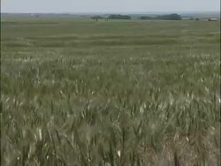 MCU zooming out to WA , Green wheat field rippling in wind, trees and fields on distant horizon, sunny, USA Stock Footage