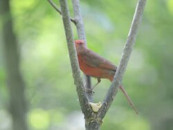 WS View of Male cardinal (Cardinalis cardinalis) eating homemade suet placed in fork of tree / Valparaiso, Indiana, United States  Stock Footage