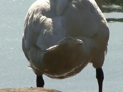 grooming bird Stock Footage