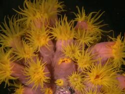 Anemone catching food, Southern Visayas, Philippines Stock Footage