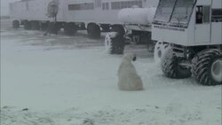 A polar bear with prey in its mouth sits in front of an all terrain vehicle. Stock Footage