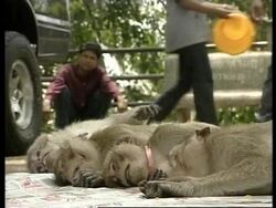 THAILAND: MONKEYS CASTRATED TO STOP OVERBREEDING News Clip
