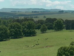 WS Cows grazing in a valley / Pietermaritzburg, Kwa Zulu Natal, South Africa Stock Footage
