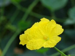 Bumble bee Stock Footage