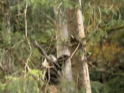 MS TU Shot of two giant pandas sitting on tree / Wenchuan, Sichuan Province, China Stock Footage