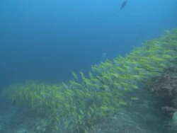 Diver swims through large shoal of Bluelined and Indian Snappers (Lutjanus kasmira and madras), Baa Atoll, The Maldives Stock Footage