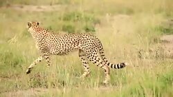 Cheetah watching for preying at wild Stock Footage