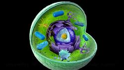 Cells - Components of the Cytoplasm Instructional Video
