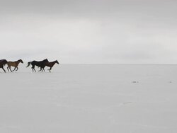Horses running with cowboys riding across salt flats. Stock Footage