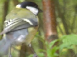 Birds eating on a feeder Stock Footage