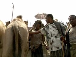 Men dealing a camel at camel fair Stock Footage