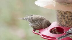 Wild birds eating food from bird feeder in the backyard Stock Footage