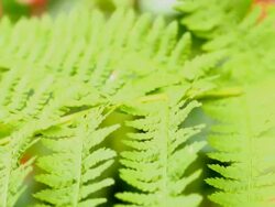 Butterfly on fern Stock Footage