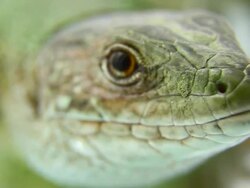 Lizard licking Stock Footage