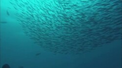 A large school of fish swarms in the Great Barrier Reef. Stock Footage