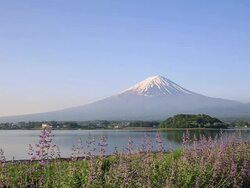 WS View of Mount Fuji and Lake Kawaguchi with Lavender fields / Fujiyoshida, Yamanashi, Japan Stock Footage