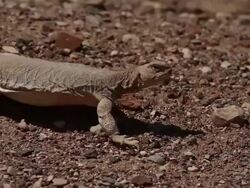 Egyptian Mastigure (Uromastyx aegyptia)- a Dinosaur-like agama, CU walking, looking up for threatening predators, Negev desert, Israel Stock Footage