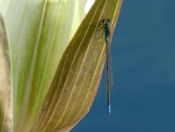 CU Shot of Damselfly perched on day water lily flower / Okavango Delta, North West District, Botswana Stock Footage