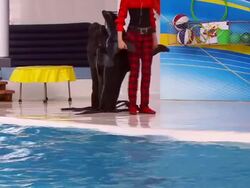 Seal walk Stock Footage