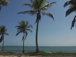 MS, Cayman Islands, Grand Cayman, Palm trees on beach Stock Footage