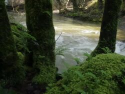 Stream with Ferns Stock Footage