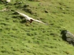 MS TS Shot of Griffon Vulture (Gyps fulvus) gliding and landing overhead with high mountains / Stepantsminda, Kazbegi, Georgia Stock Footage