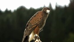 HD Super Slow-Mo: Harris Hawk Stock Footage