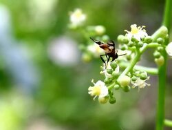 pollination Stock Footage