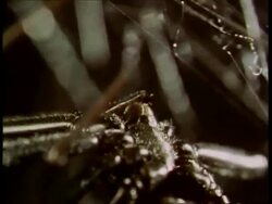 BCU Black Widow spider, Latrodectus mactans, thread coming from spinneret, edited sequence, USA; SEQUENCE OF CLIPS, SPECIAL TERMS APPLY Stock Footage