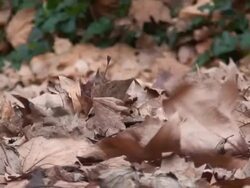 Leaf Stock Footage