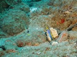 MS Shot of Single ribbon eel emerging from burrow and curiously observing surroundings / Sodwana Bay, KwaZulu Natal, South Africa Stock Footage