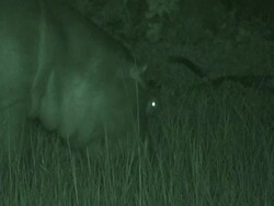 Hippopotamus (Hippopotamus amphibius) grazing at night, Garamba , Congo Stock Footage