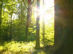 HD DOLLY: Direct Sunlight In Green Forest Stock Footage