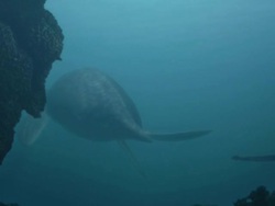 Medium pan-right - An underwater sea creature attacks prey near rocks. / Los Angeles, California, USA Stock Footage