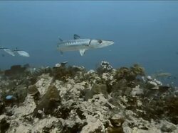 Great Barracuda swimming around coral at Honduras Bay Islands Stock Footage