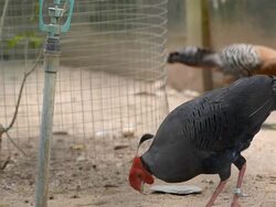 Siamese fireback Stock Footage