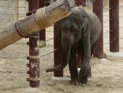 The Animal Residents Of Washington's National Zoo Stock Footage