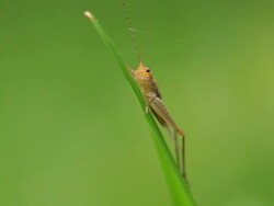 Cricket Stock Footage