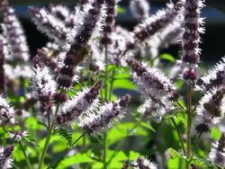 Honey Bees  Pollinating Lavender plants in the sunlight Stock Footage