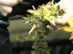 Marijuana, weed, buds, cannabis, plant, pot Stock Footage